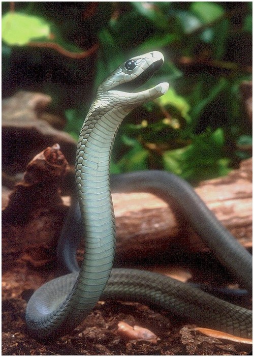 Snake Mamba
