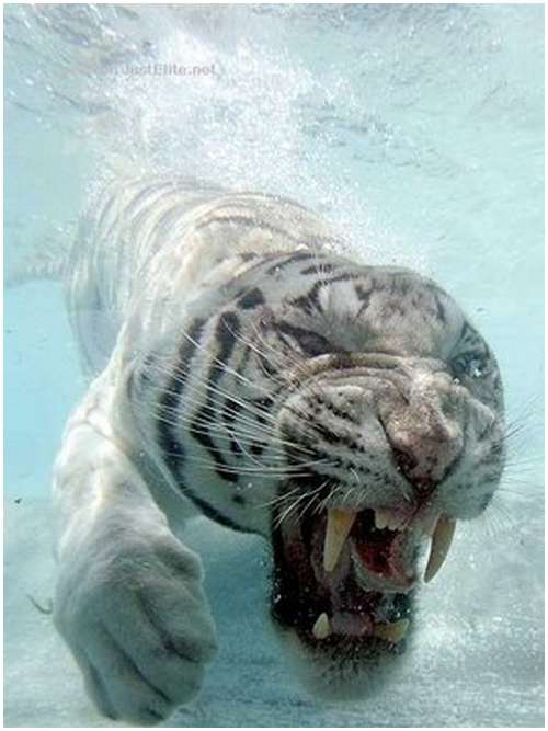 http://www.moolf.com/images/stories/Animals/Ferocious-tiger-in-the-water/Ferocious-tiger-in-the-water-4.jpg